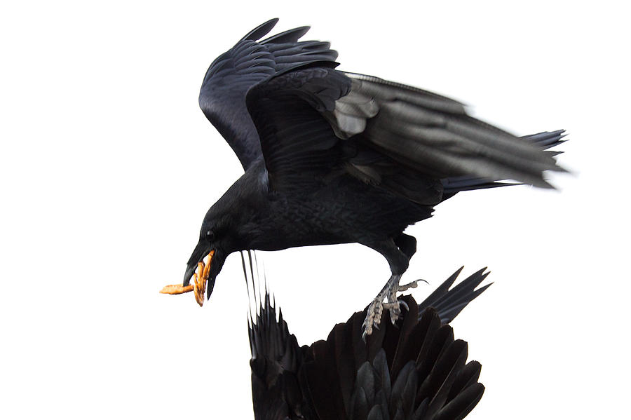 Ravens Photograph by Jane Melgaard