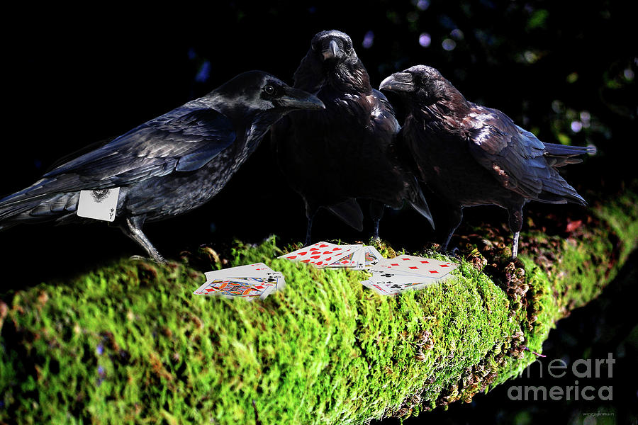 Bird Photograph - Ravens Playing Poker by Wingsdomain Art and Photography