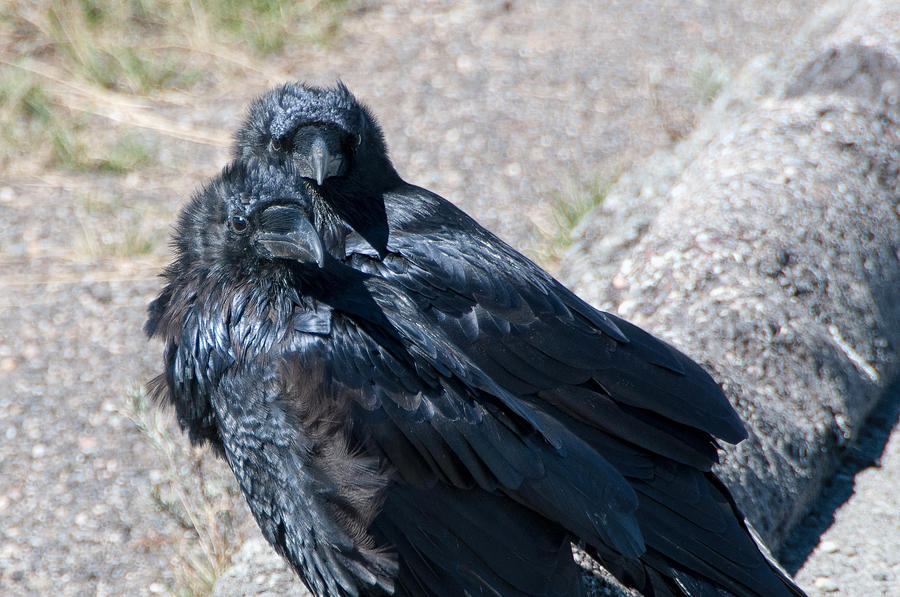 Ravens Watch Photograph by Steve Stuller