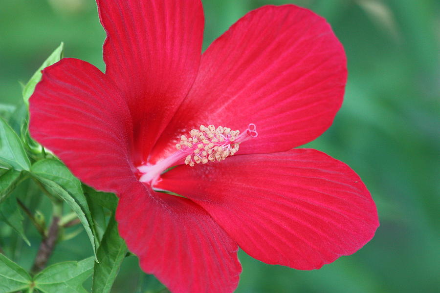 Ravishing Red Hibiscus Photograph by Sheila Brown