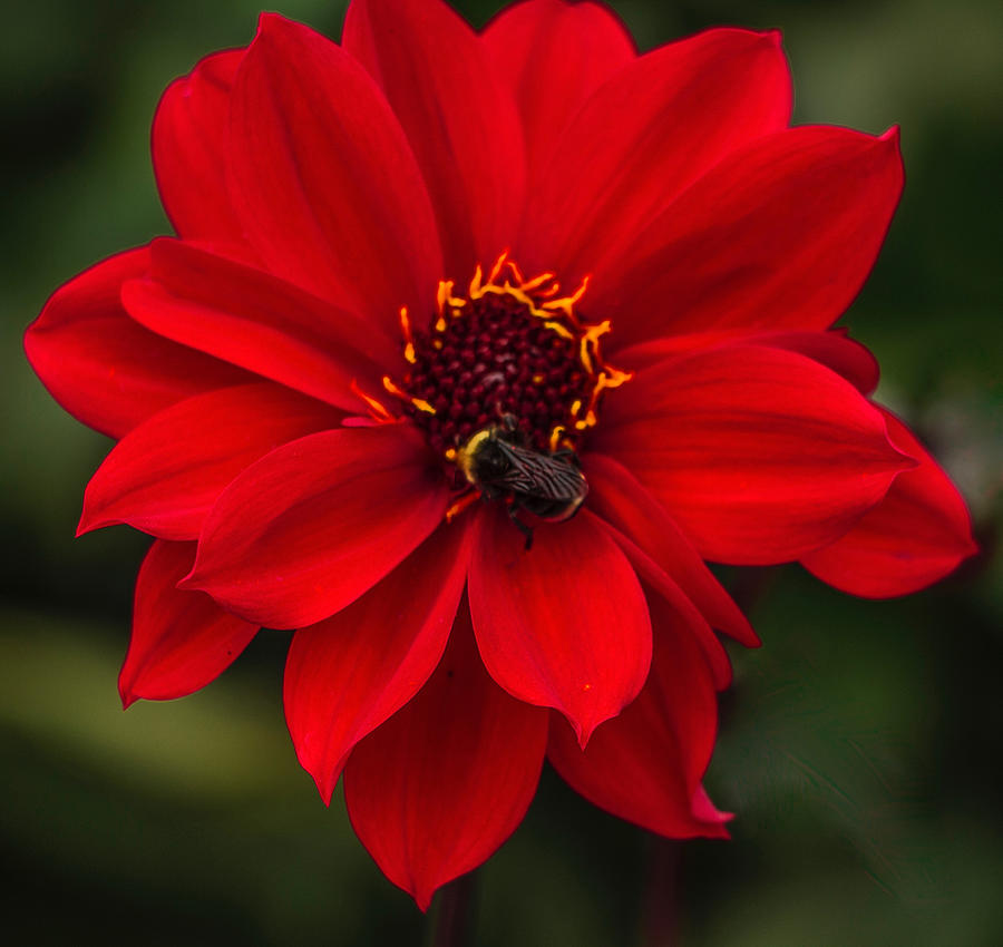 Ravishing Red Dahlia With Bee Photograph by Venetia Featherstone-Witty