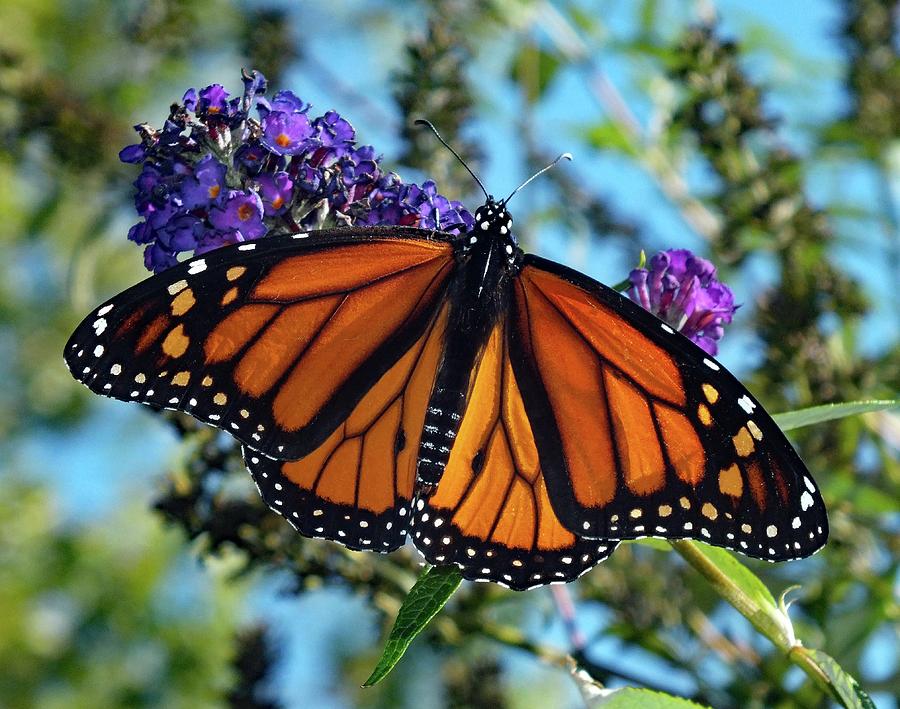 Raw Beauty - Monarach Photograph by Cindy Treger - Pixels