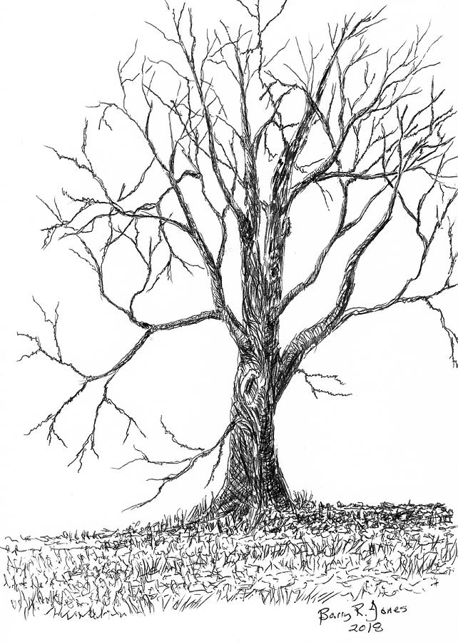 Raw Nature Drawing by Barry Jones