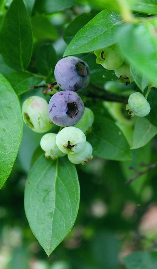 RAW Ripening Blueberries Photograph by M E
