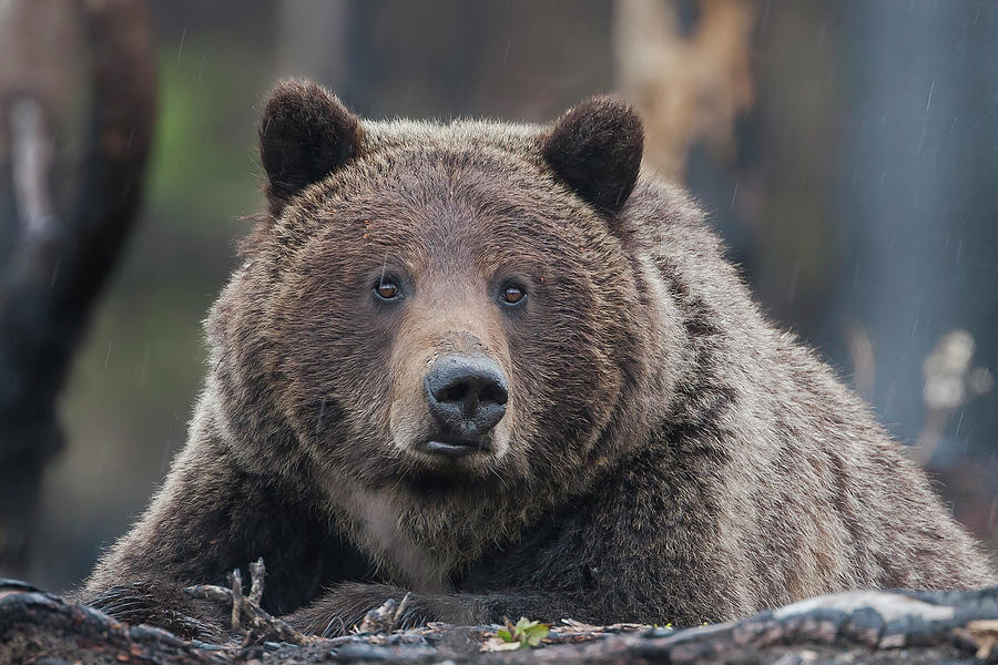 Raw, Rugged and Wild- Grizzly Photograph by Mark Miller