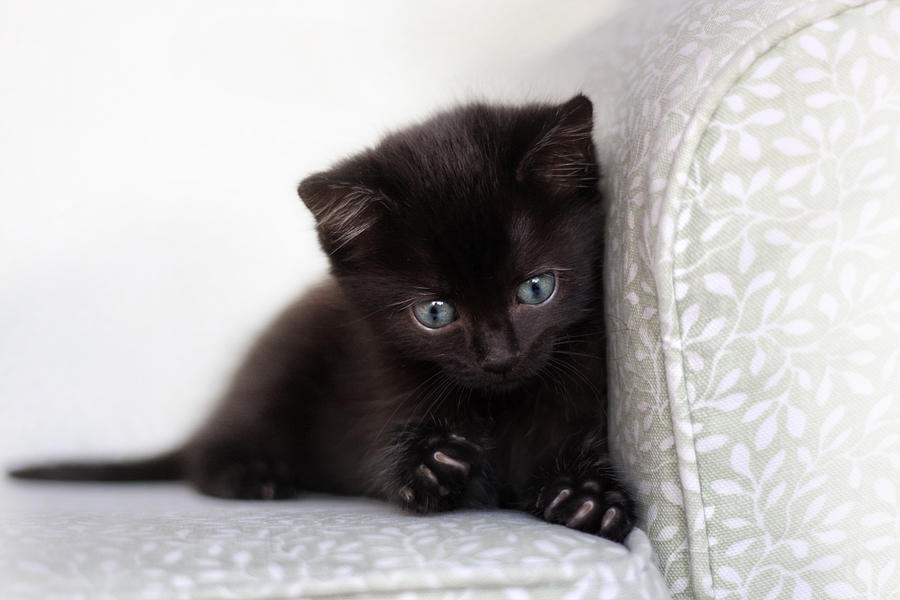 Black Kittens Photograph - Rawr by Amy Tyler
