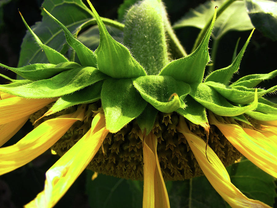 RAY and DISK FLOWERS Photograph by Wilma Stout Fine Art America
