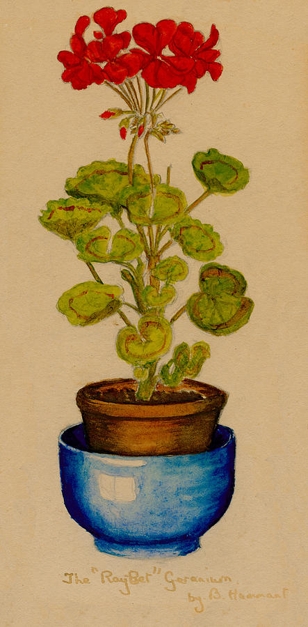 Ray-Bet Geranium by Betty Hammant Ray-Bet Geranium by Betty Hammant