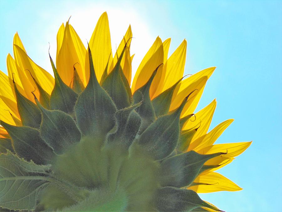 Ray of Sunflower Photograph by Honey Behrens