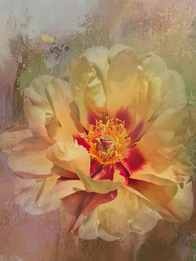 Rayannes peony Photograph by Jeff Burgess