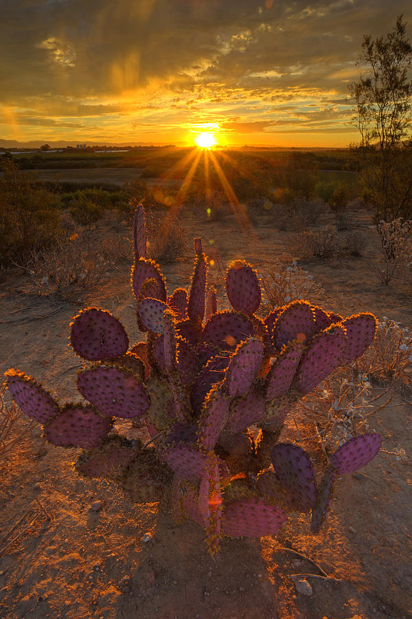 Desert Awakening  Photograph by Sue Cullumber