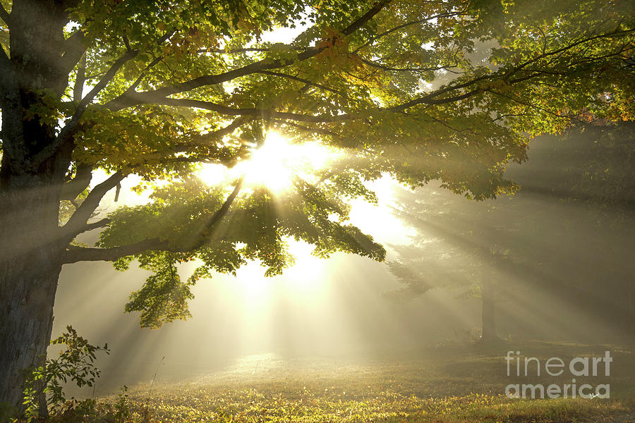 Rays of Hope Photograph by Alana Ranney