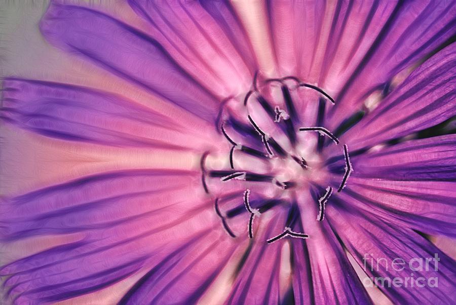 Daisy Photograph - Rays of Joy - 101b by Variance Collections