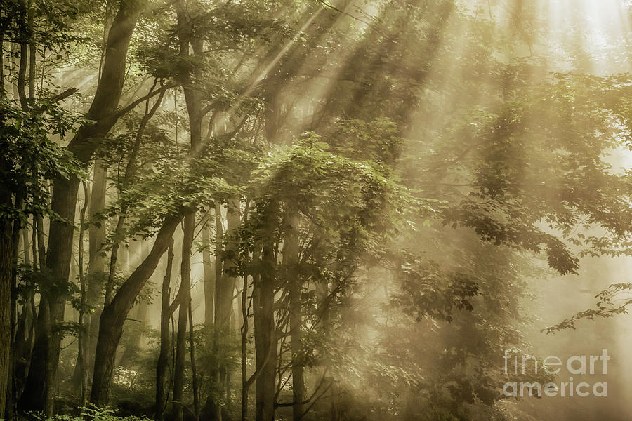  Rays of Light in Forest Photograph by Thomas R Fletcher