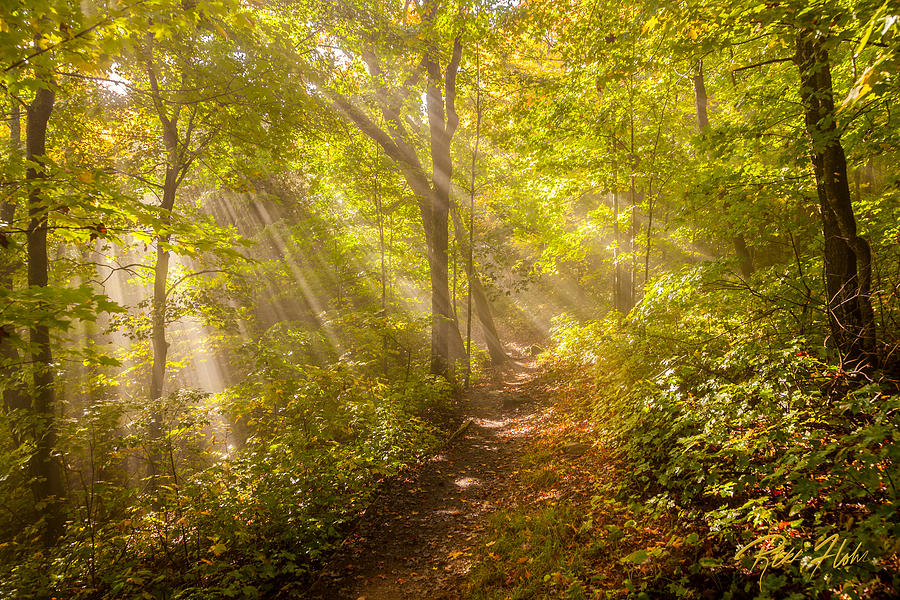 Rays of Light in the Forest Photograph by Rikk Flohr