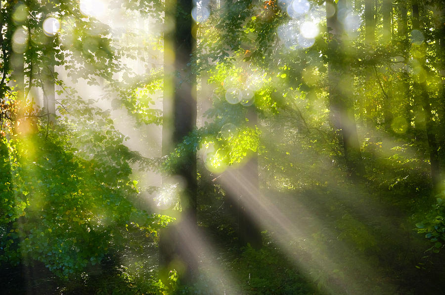 Nature Photograph - Rays of Light in the Forest by Silke Magino