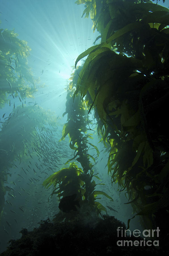 Rays Of Light Shining Through A Kelp Photograph