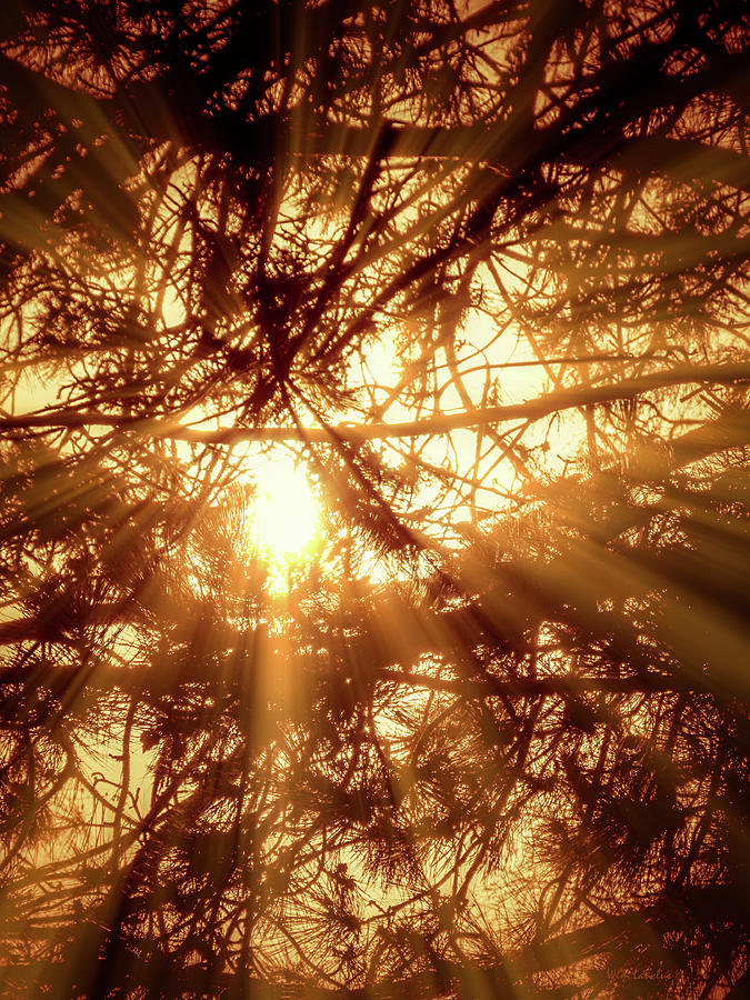 Tree Photograph - Rays of Light by Wim Lanclus