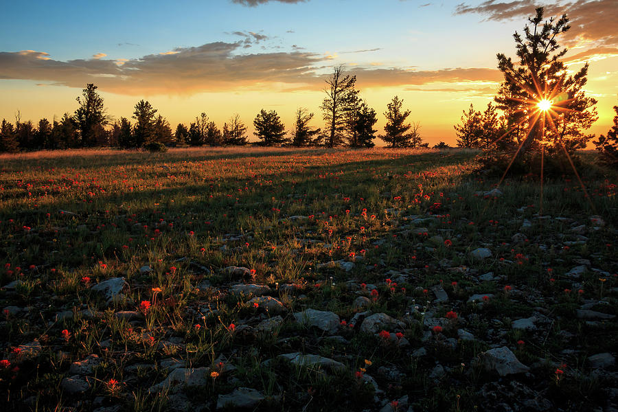 Rays of red Photograph by Gina Gardner - Fine Art America