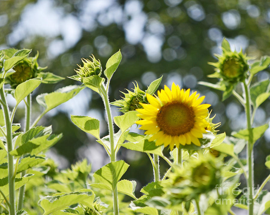 Rays of Sunflower Photograph by Traci Cottingham