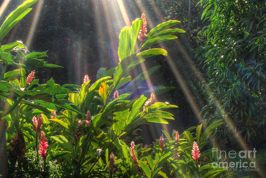 Rays of Sunlight Photograph by Mark Dahmke