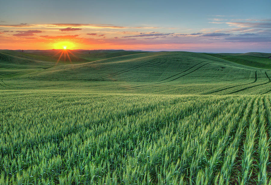 Rays on Wheat Photograph by Doug Davidson