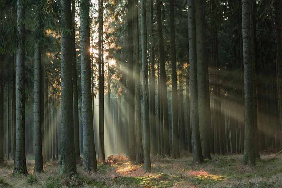 Rays, part 2 Photograph by Vincent Croce - Fine Art America