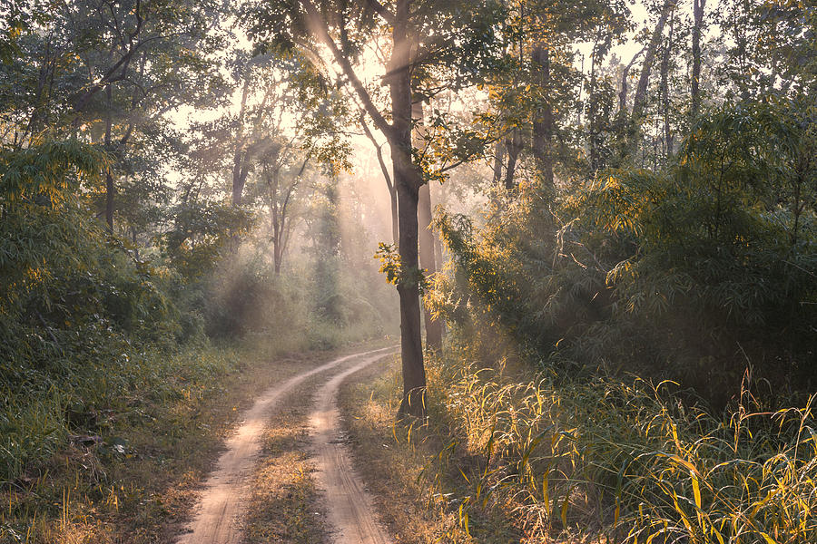 Rays through jungle Photograph by Hitendra SINKAR