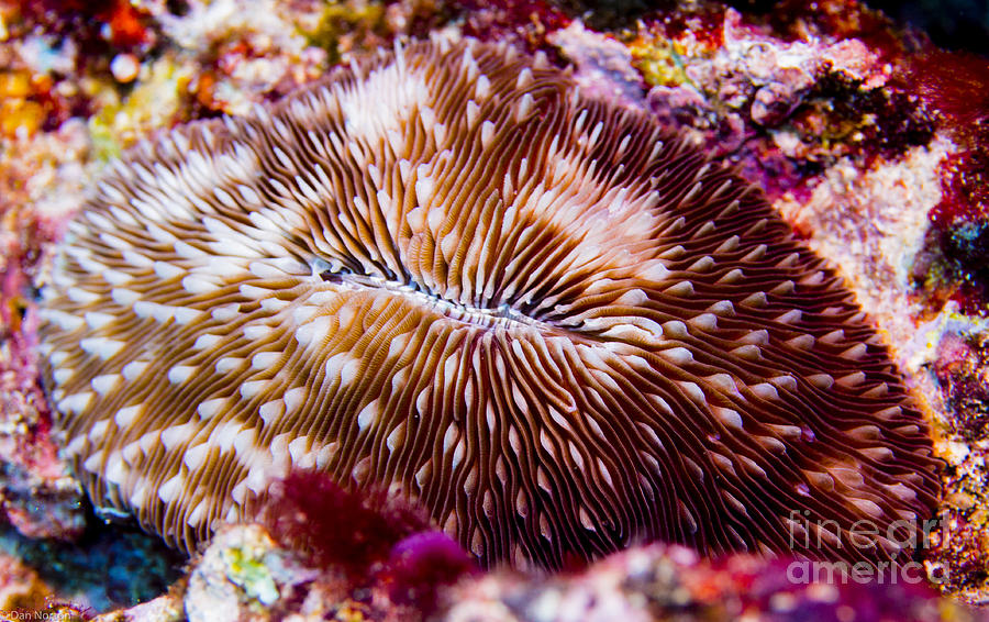 Razor Photograph - Razor Coral at the Magic Kingdom by Dan Norton
