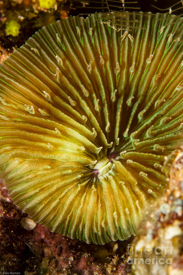Coral Photograph - RazorCoralBest by Dan Norton