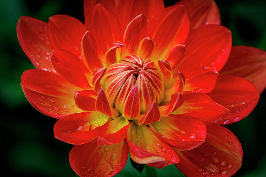 Razzle Dazzle Orange Dahlia Photograph by Michael Sedam - Fine Art America