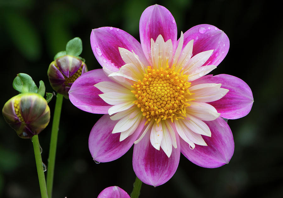 Razzle Dazzle Pink Dahlia and friends Photograph by Michael Sedam - Pixels