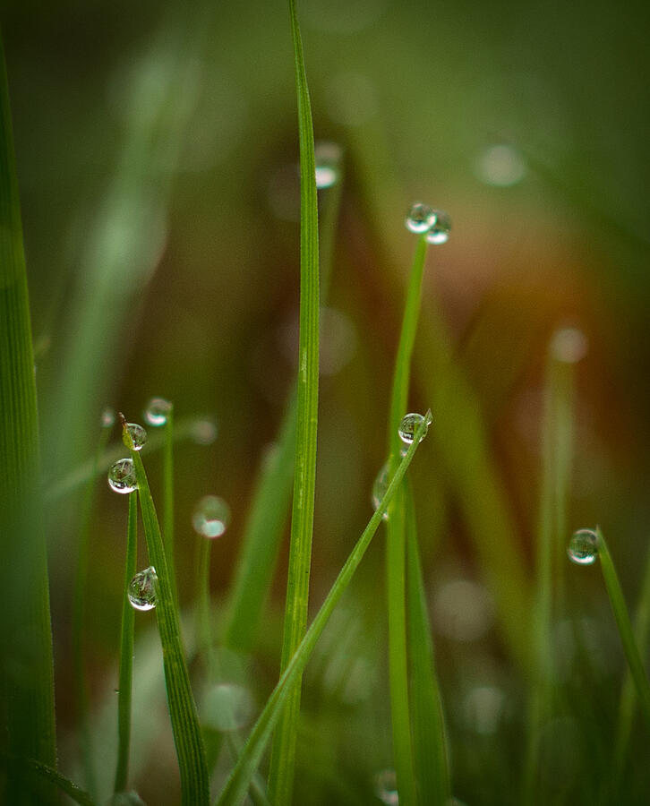 Nature Photograph - Raindrops by Marilyn Wilson