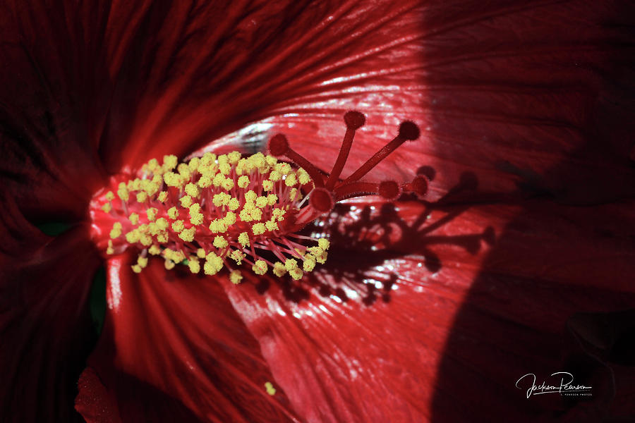 Red Hibiscus  Photograph by Jackson Pearson