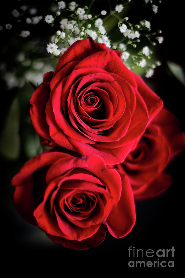 Red Roses  Photograph by Cheryl Baxter