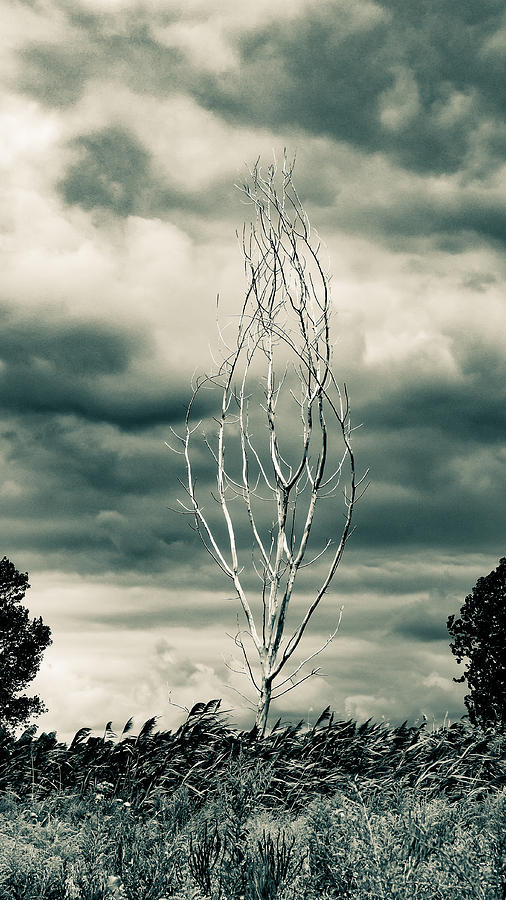 Tree Photograph - Reach for the Sky by J Austin