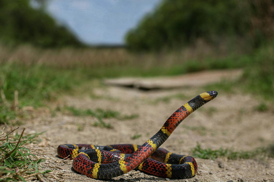 Reach For The Sky Texas Coral Snake Photograph by Kyle Findley