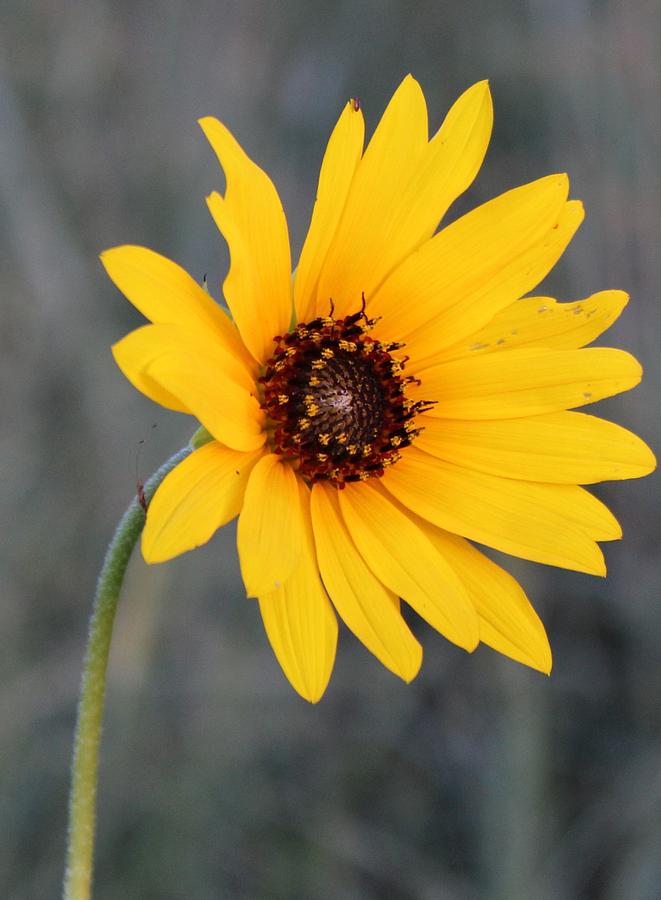 Sunflower Photograph - Reach for the Sun by Weathered Wood