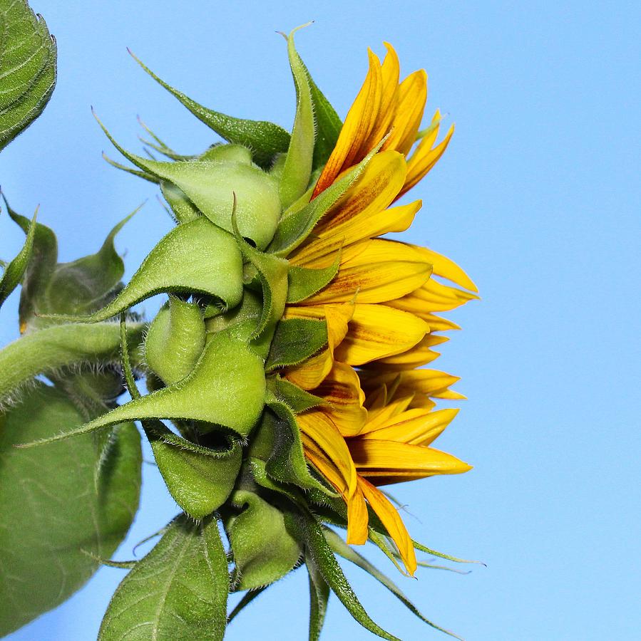 Reaching Sunflower Photograph by Brian Eberly