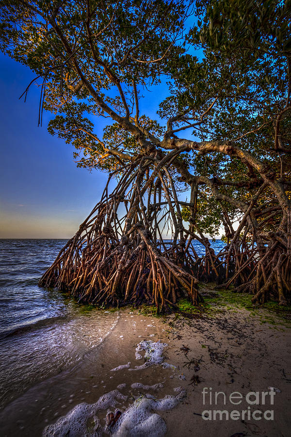 Beach Photograph - Reaching For Earth And Sky by Marvin Spates