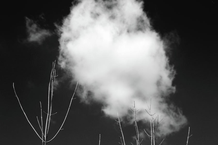 Reaching for the Clouds BW Photograph by Mary Bedy
