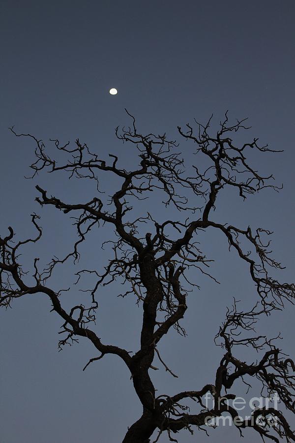 Reaching for the Moon Photograph by Craig Wood