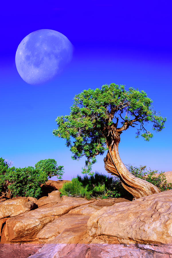 Reaching for the Moon Photograph by Mike Stephens