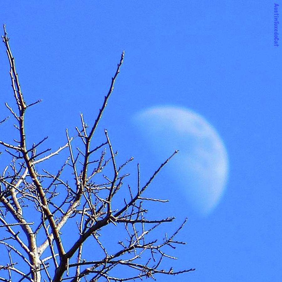 Nature Photograph - Reaching For The #moon.

#perspective by Austin Tuxedo Cat
