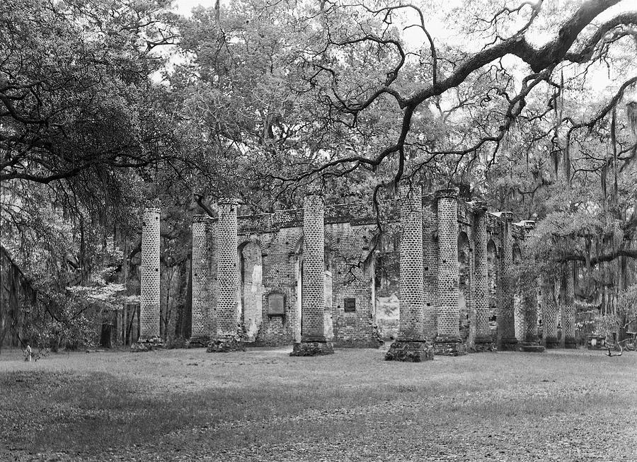 Tree Photograph - Reaching for the Ruins by William Wetmore