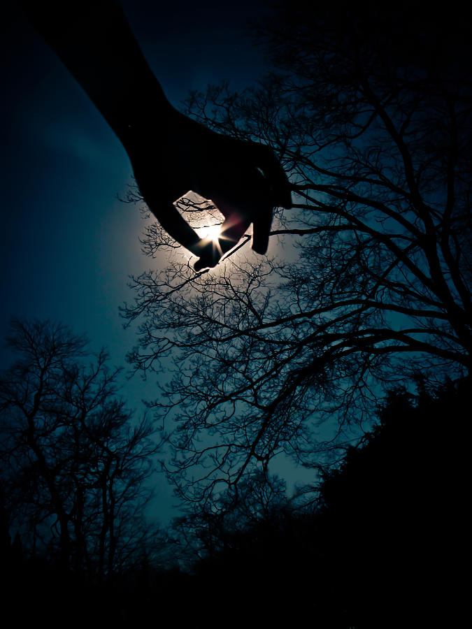 Tree Photograph - Reaching for the Stars by Jessica Brawley