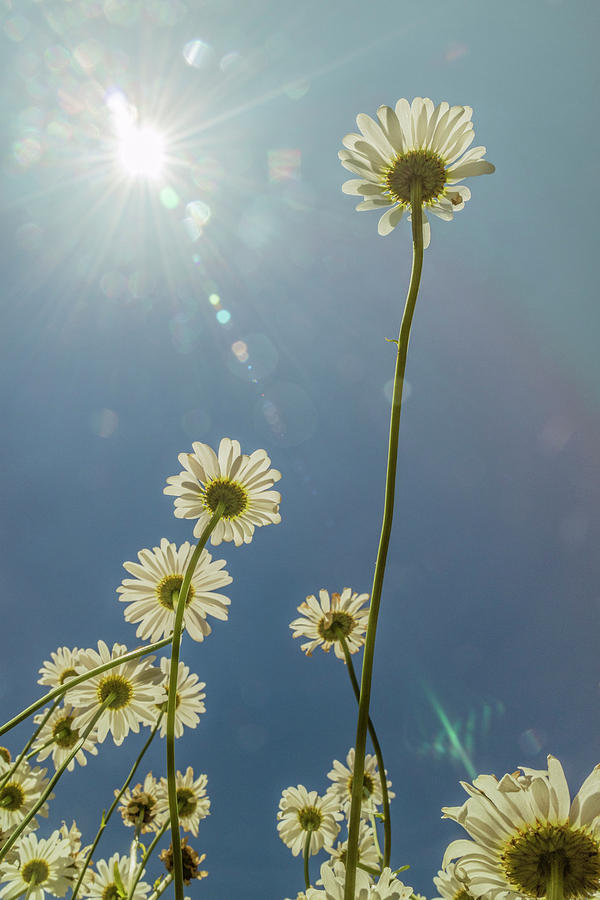 Reaching for the Sun Photograph by Garry McMichael