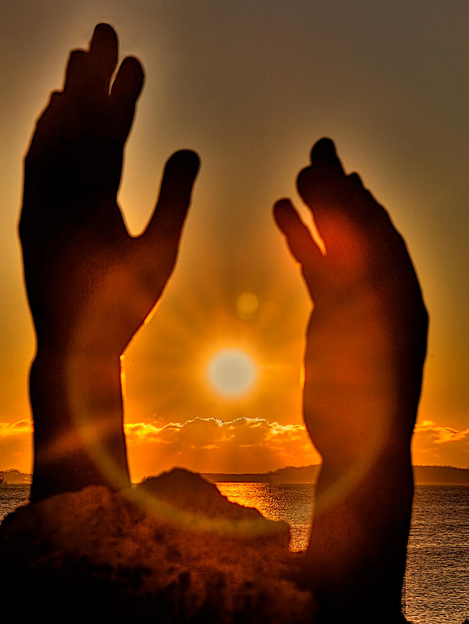 Reaching for the Sun Photograph by William Wetmore