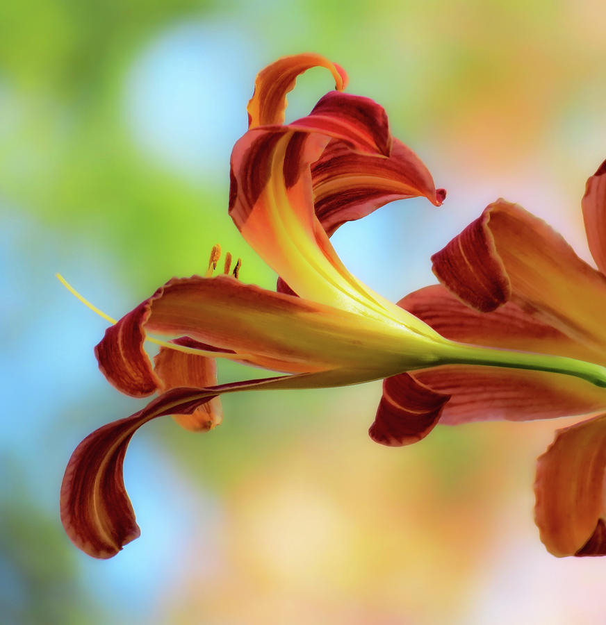 Reaching Out - Daylilies by MTBobbins Photography Reaching Out - Daylilies by MTBobbins Photography