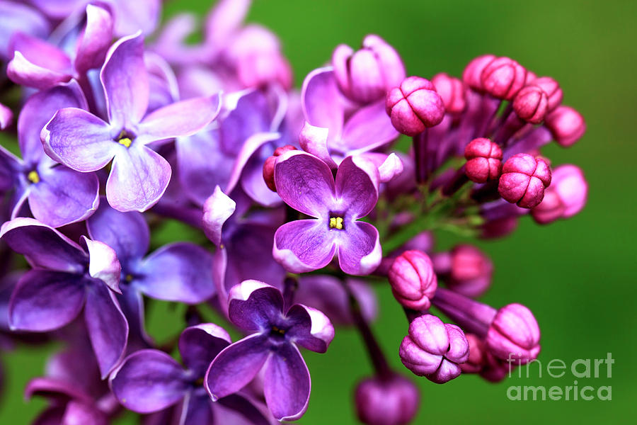 Lilacs Reaching Out at Rutgers Gardens New Jersey Photograph by John Rizzuto